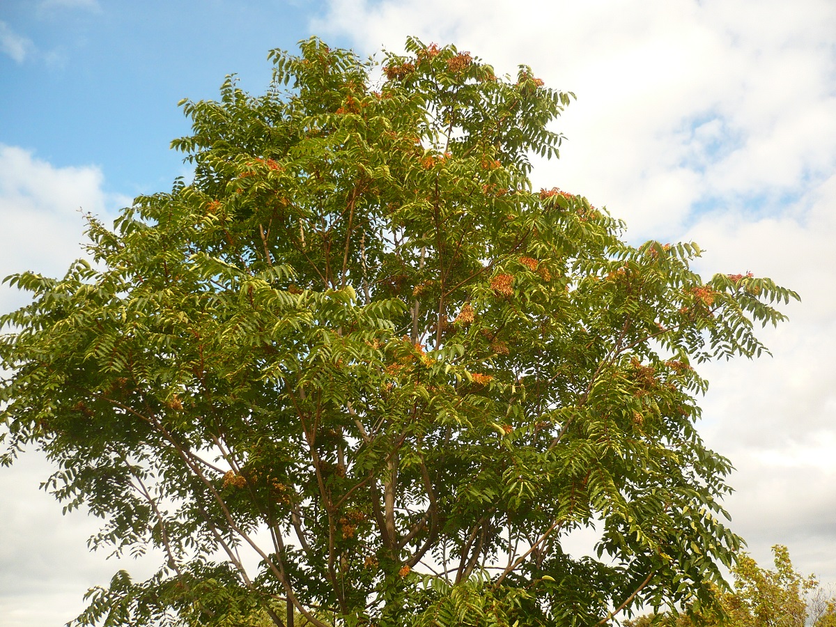 Ailanthus altissima (Simaroubaceae)